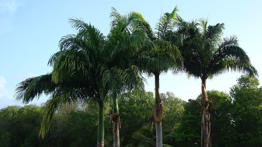Palm'Studio Anse De Caritan Sainte-Anne Zewnętrze zdjęcie